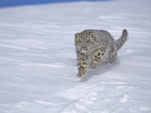 Snow leopard bounding through snow