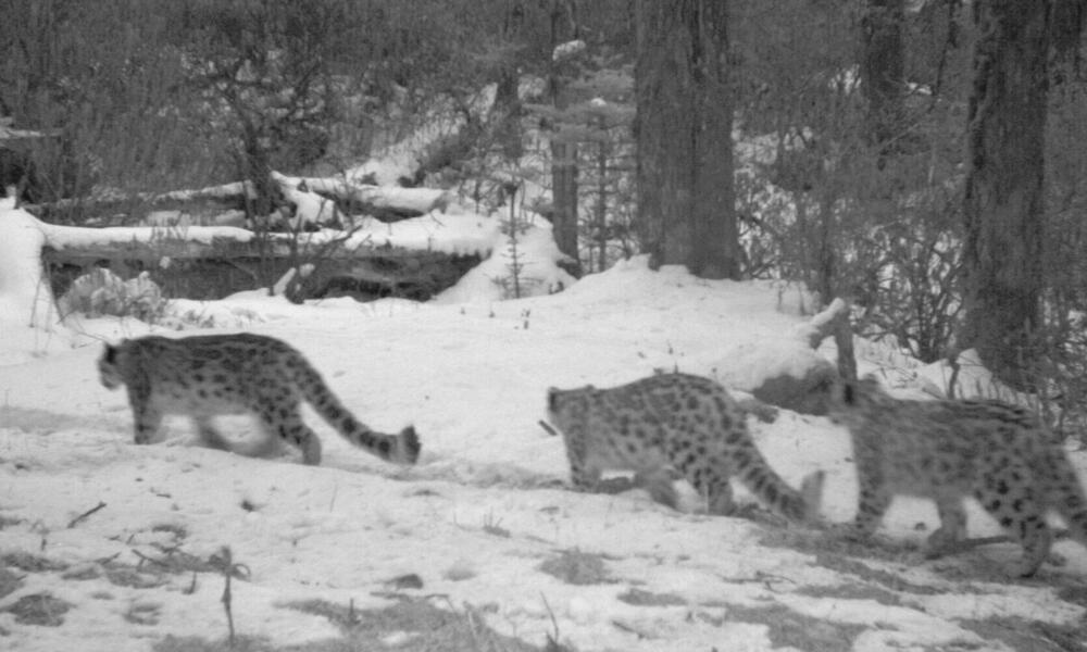 A snow leopard family caught on camera