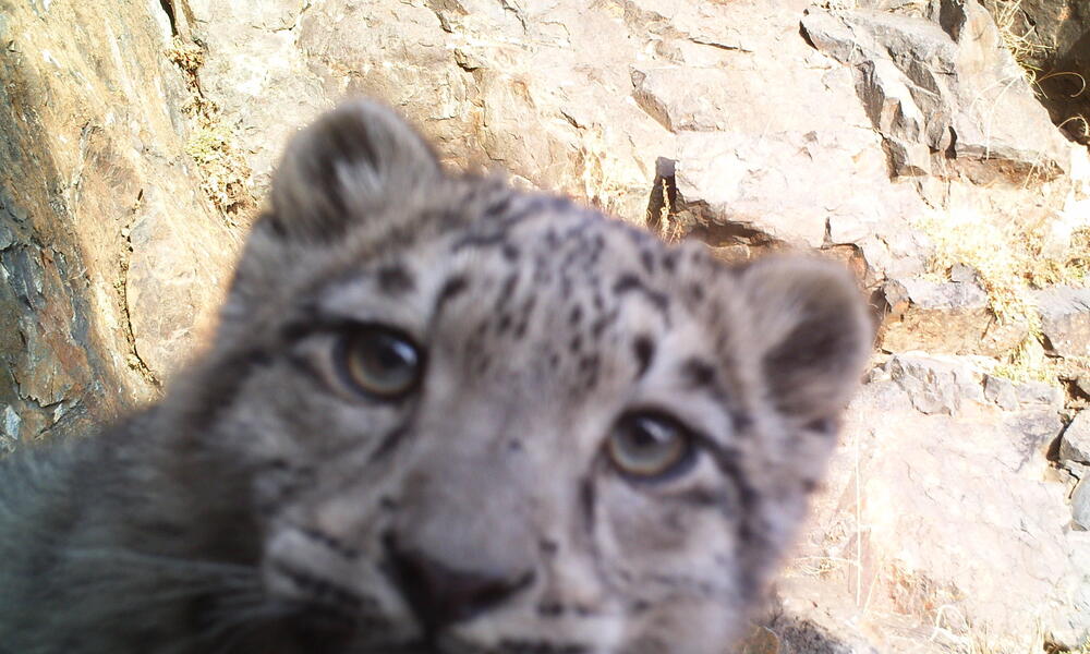 Citizen Scientists Saving Snow Leopards | Stories | WWF