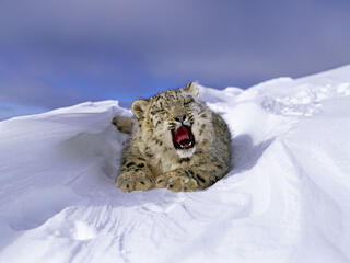 A snow leopard cub lying in the snow yawning
