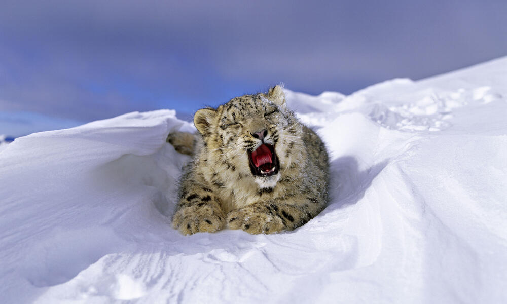 snow leopard eating