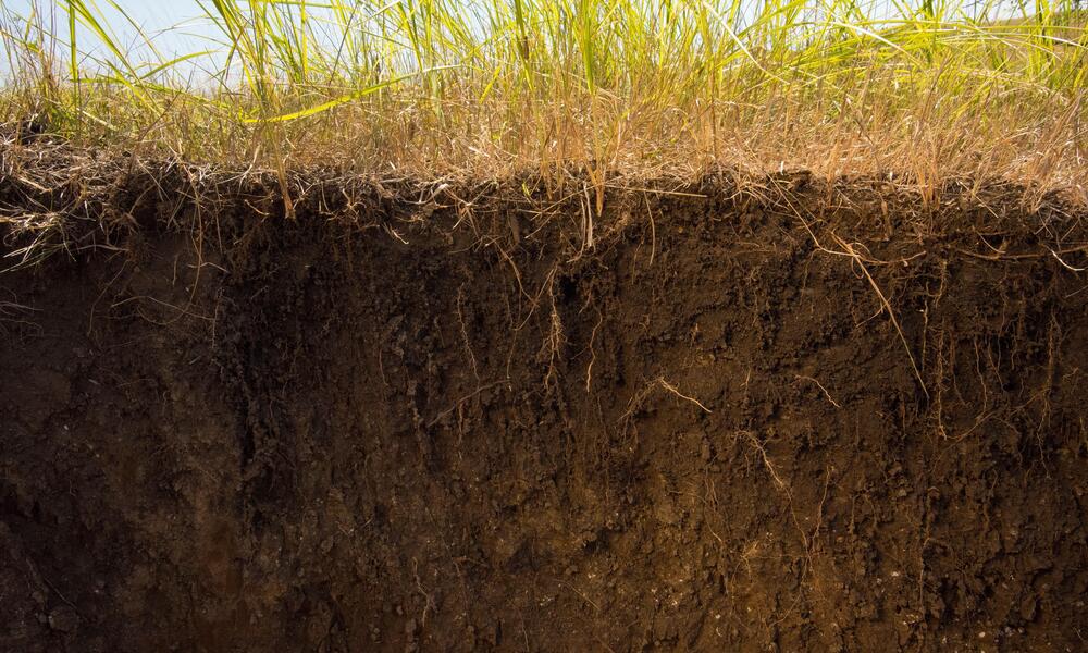 Underground view of healthy grasslands roots in soil