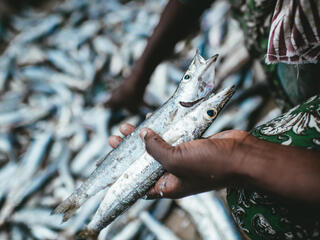 A woman sorts through fish for selling. Mafia Island, Tanzania.