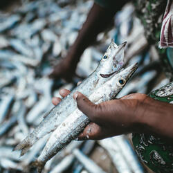 A woman sorts through fish for selling. Mafia Island, Tanzania.
