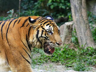 South China Tiger 