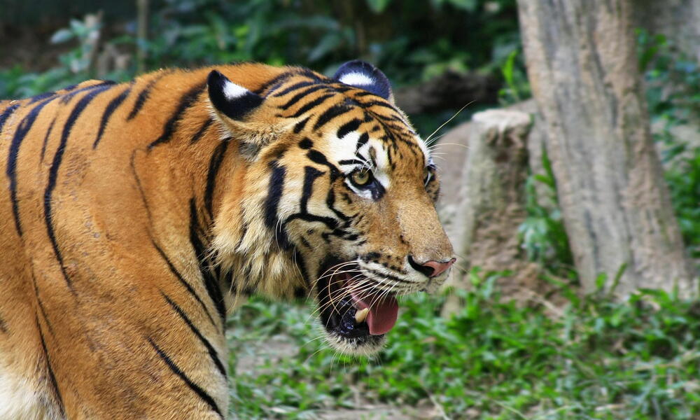 South China Tiger 