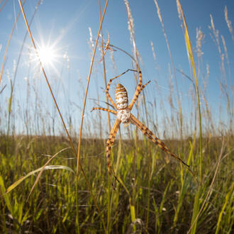 Close up of Silver Argiope spiders in a grassland habitat