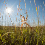 Close up of Silver Argiope spiders in a grassland habitat