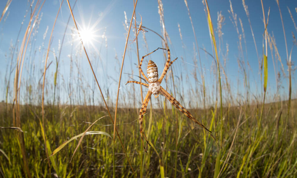 The Trouble with Grasslands - Vimarsana News