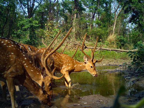 Camera trap image of two spotted deer at water in Khata Corridor