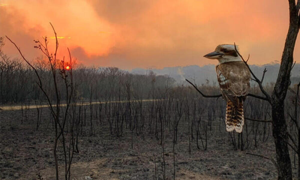 Australia's devastating bushfires Stories WWF