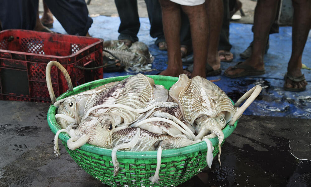 A green basket filled with squid from the day's catch