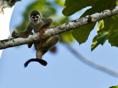 Squirrel monkey peers down from branch of tree
