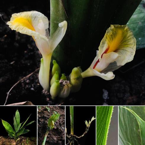 photo compilation of green leafy plants with white and yellow flowers