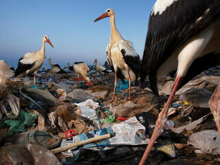 storks and plastic Jasper Doest