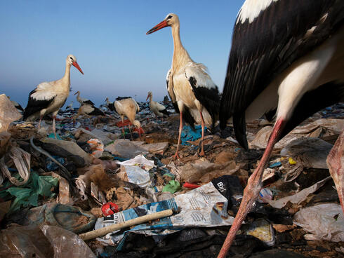 The problem with plastic in nature and what you can do to help | Stories |  WWF