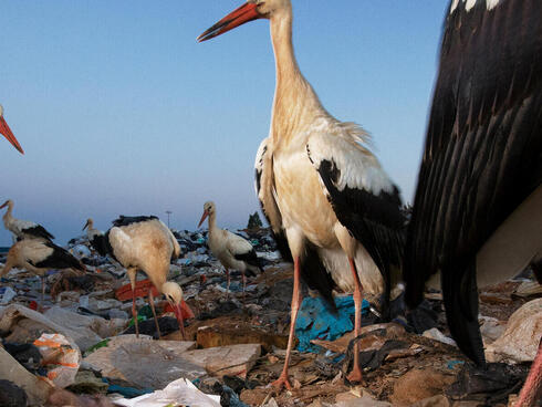 storks and plastic Jasper Doest