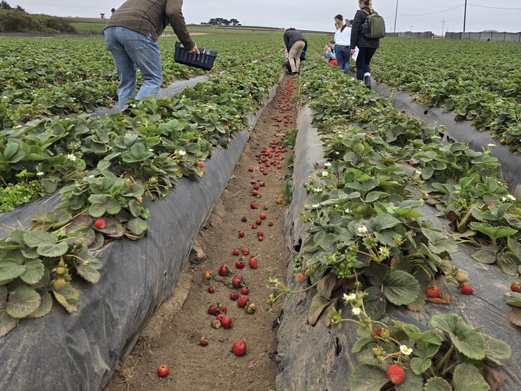 rows of strawberry plants