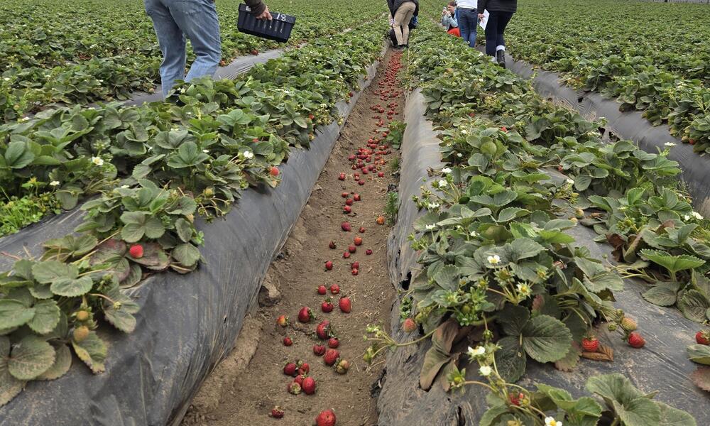 Bridging the Gap: Strengthening Grower-Buyer Collaboration