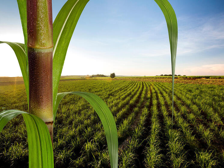 a tall stalk of sugarcane with a sugarcane field in the background