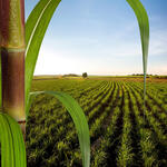 a tall stalk of sugarcane with a sugarcane field in the background