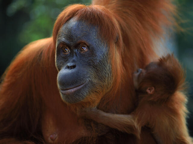 Sumatran Orangutan Species WWF Sumatran Orangutan Species WWF