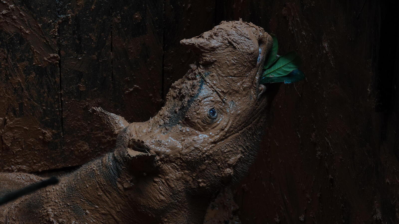 Sumatran rhino covered in mud