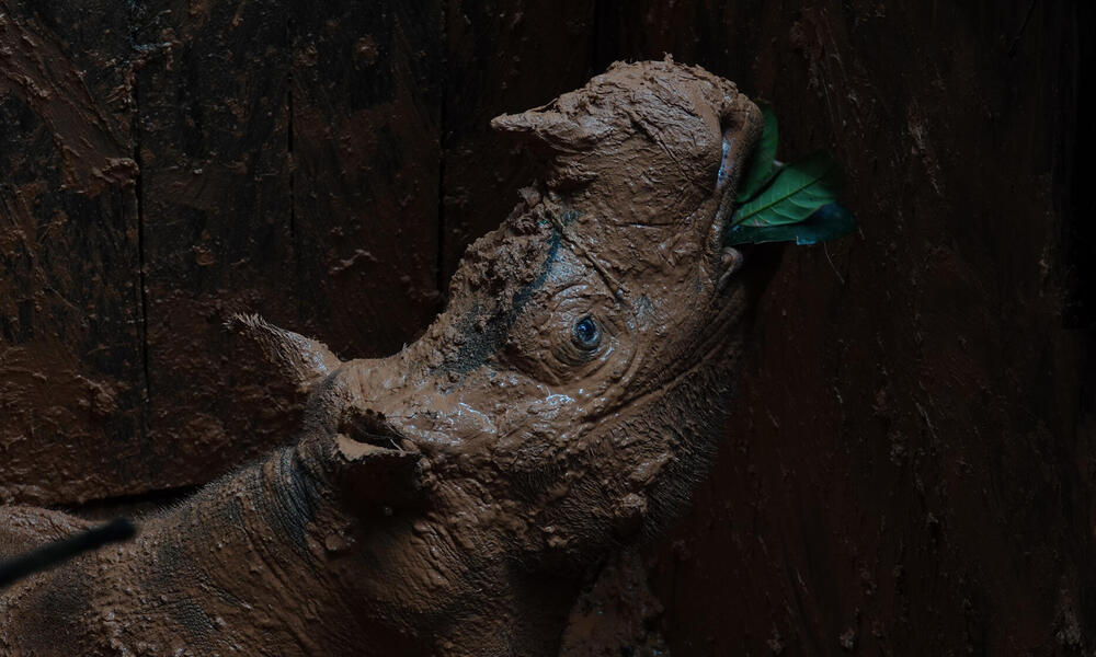 Sumatran rhino covered in mud