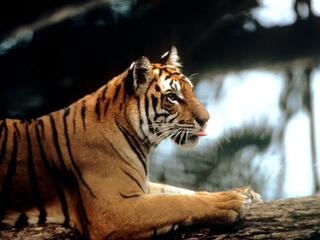 sumatran tiger 