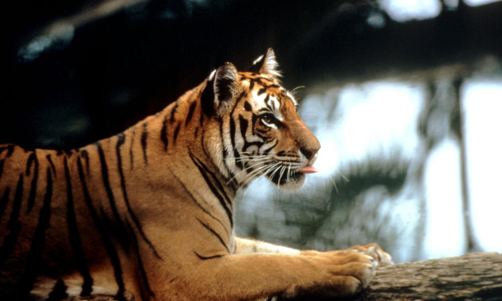 sumatran tiger 
