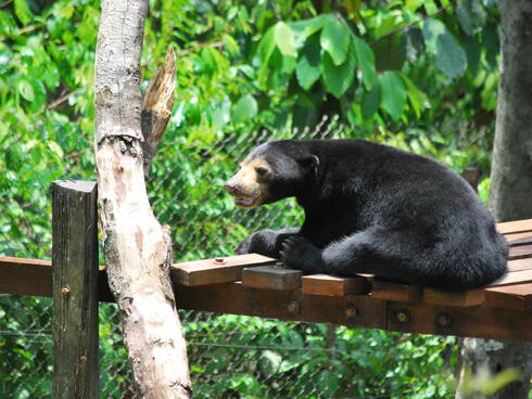 A sun bear in Borneo