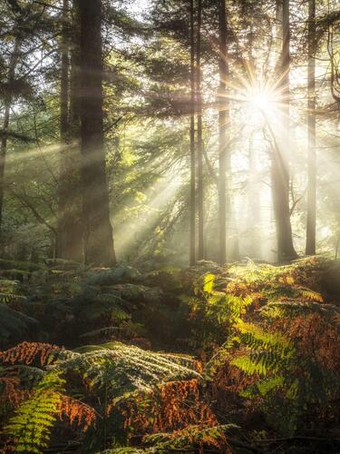 Sun shines through trees in forest