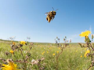 Sunflower bee hovers over flowering plants in grasslands of South Dakota