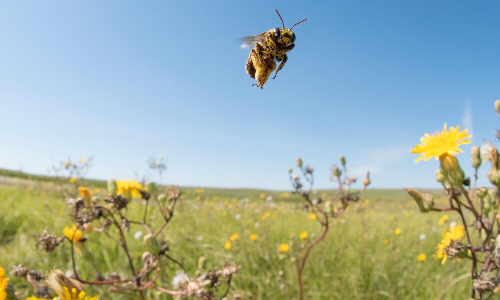 Sunflower bee hovers over flowering plants in grasslands of South Dakota
