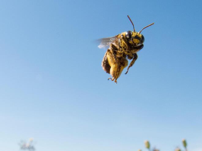 Sunflower bee hovers over flowering plants in grasslands of South Dakota