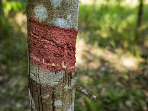 sustainable rubber tree in Myanmar forest