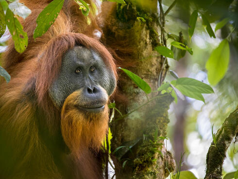 An adult male tapanuli orangutan sitting in the tree of a forest.