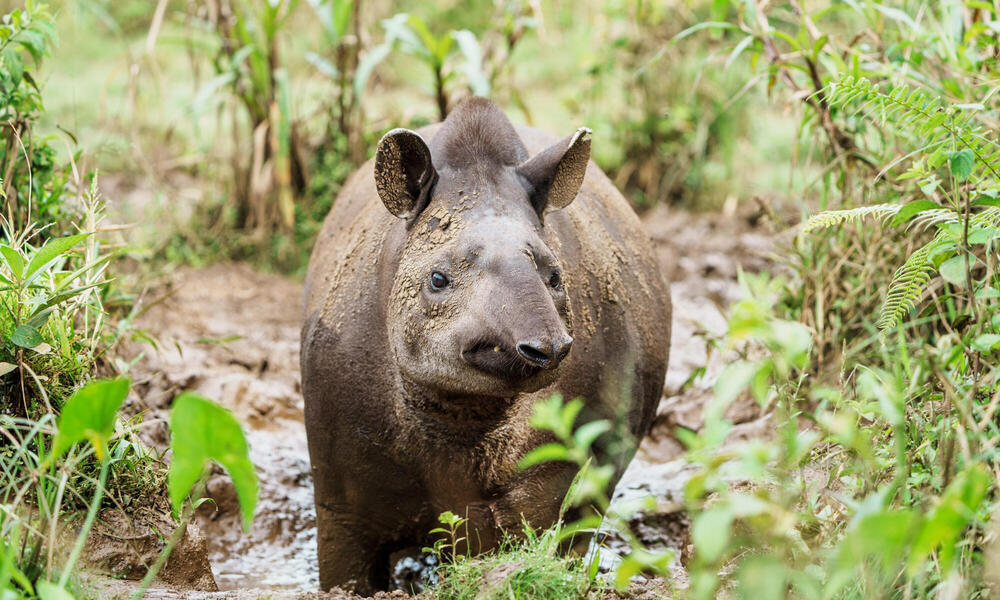 Tapir in The Palora-Pastaza Corridor, Ecuadoran Amazon
