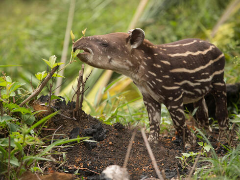 Tapir in the Amazon rain forest