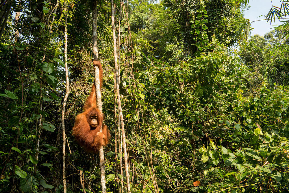A forest in Sumatra disappears for farms and roads. So do its