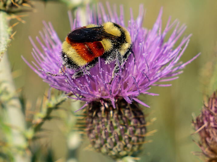 A bee collects pollen from thistle