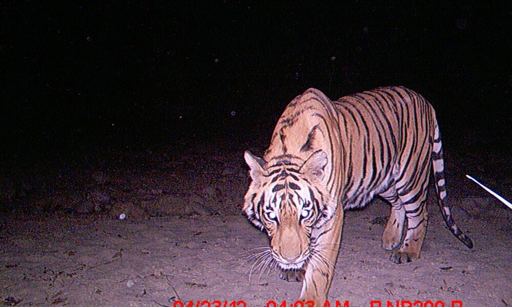 tiger_8.9.2012_Nepal_Camera_7