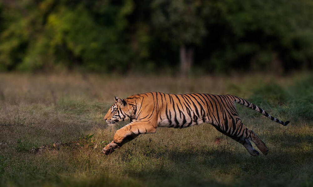 Tiger leaps in Bandhavgarh National Park, India