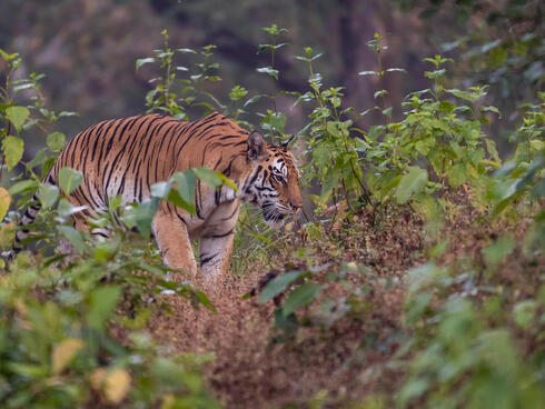 Tiger (Panthera tigris tigris), female. Kanha national park.