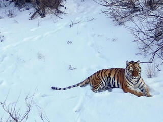 A tiger in the snows of Kazakhstan
