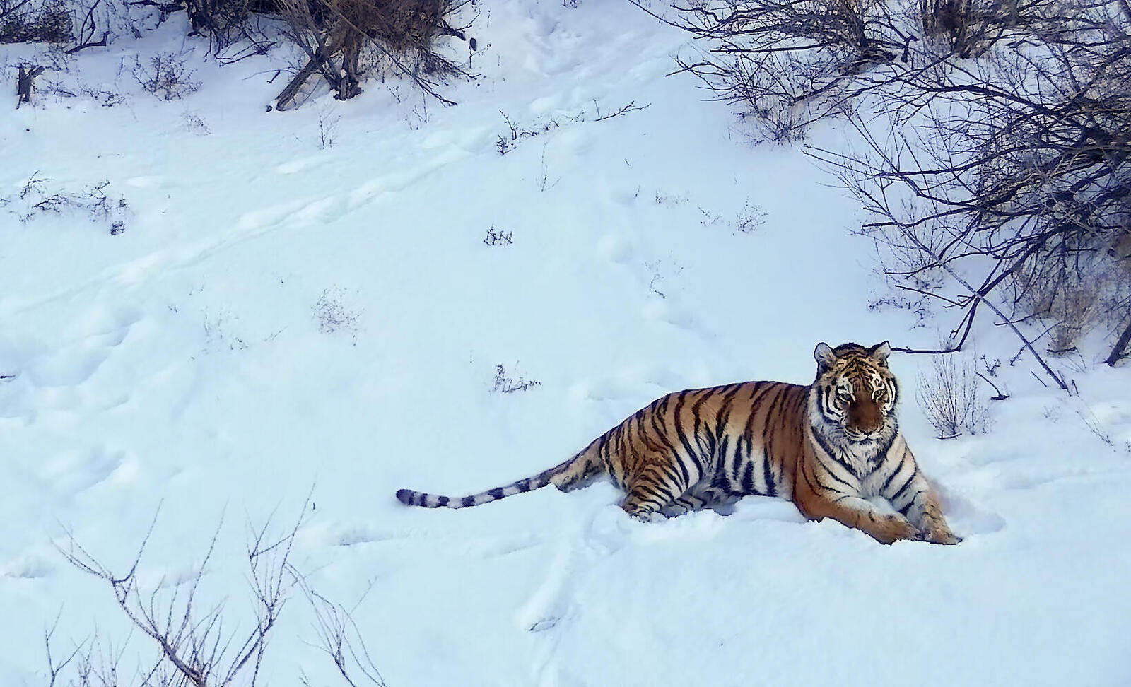 A tiger in the snows of Kazakhstan