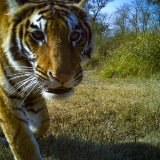 Close up image of tiger's face from camera trap in Khata Corridor