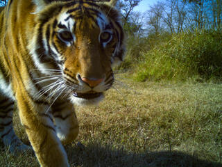 Close up image of tiger's face from camera trap in Khata Corridor