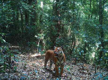 malayan tiger habitat