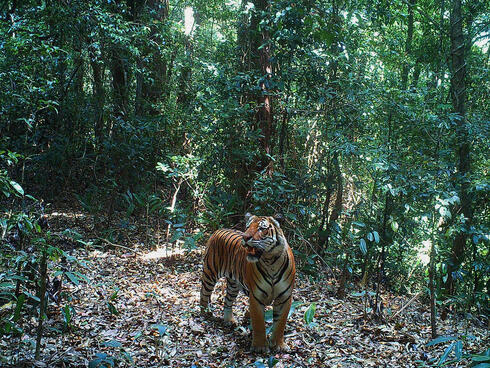 Wild tigers: We love them and don't want to lose them, Stories